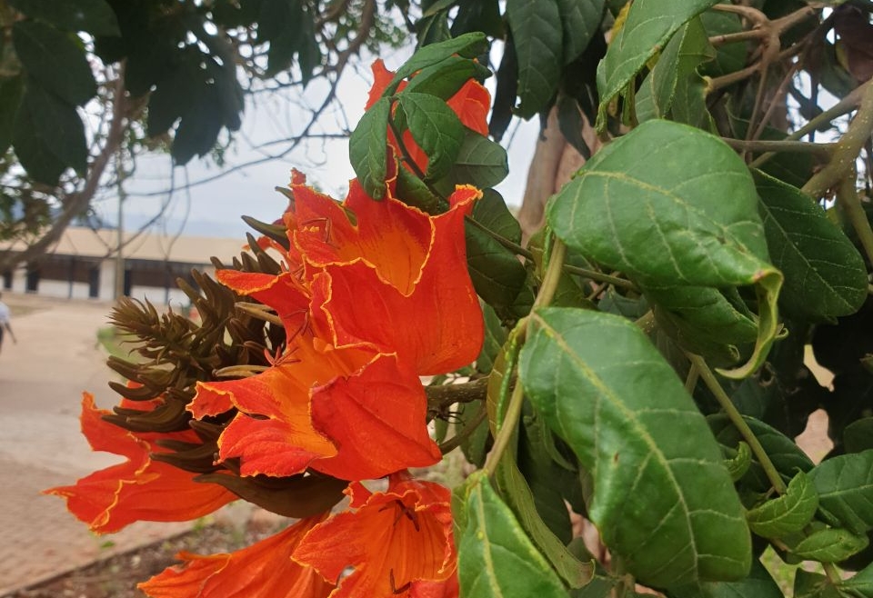 A Closer Look at the African Tulip Tree