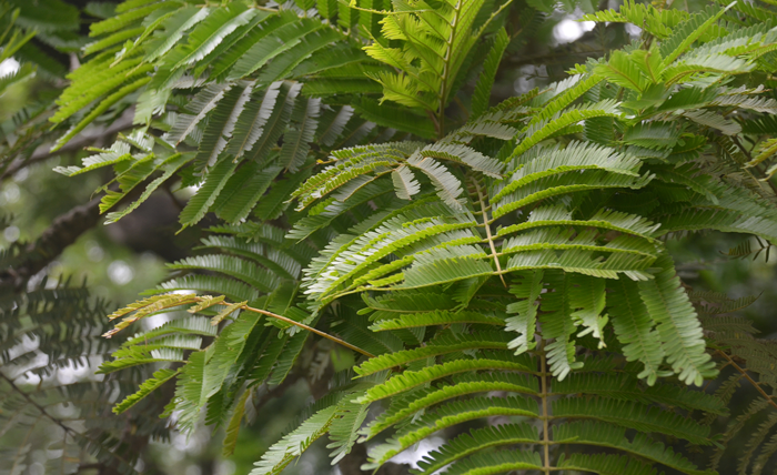 West African Locust Tree Under the Lens